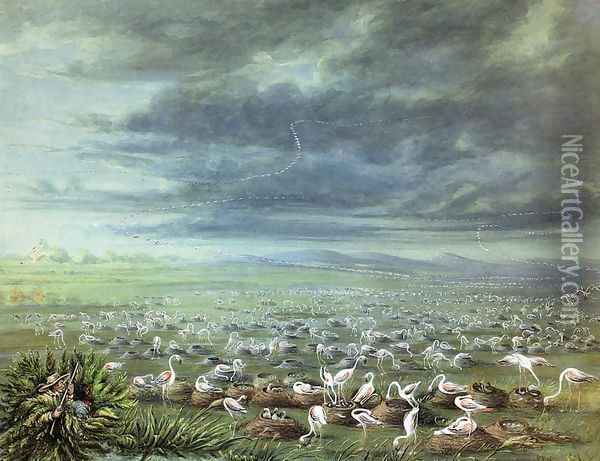 Ambush for flamingos in South America Oil Painting - George Catlin