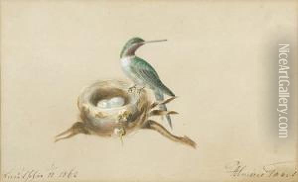 Kolibri Mit Nest. Oil Painting - Maria Von Thurn Und Taxis