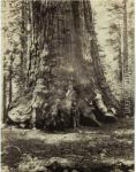 Section Of The Grizzly Giant, 33 Ft., Mariposa Grove, No. 113 Oil Painting - Carleton E. Watkins