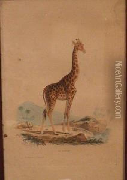 Girafe Oil Painting - Edouard Travies