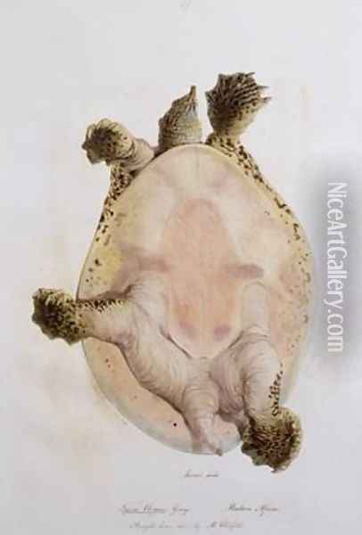 Underside of an African Softshell Turtle Oil Painting - Edward Lear