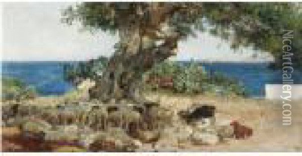 Algarrobo (the Carob Tree) Oil Painting - Joaquin Sorolla Y Bastida