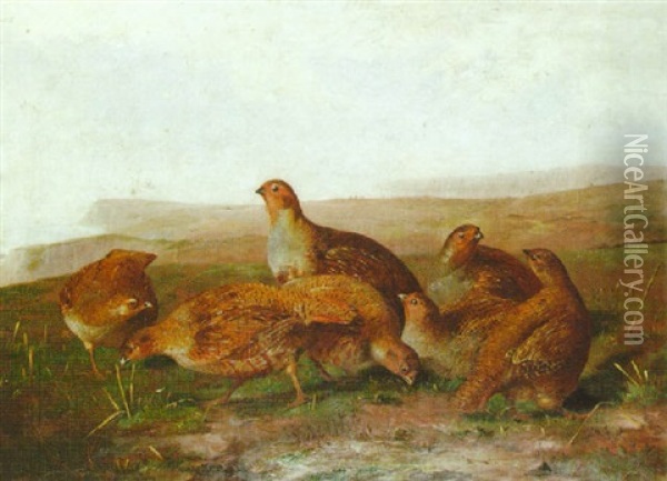 Partridge In A Landscape Oil Painting - John Clement Bell