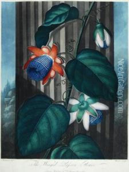 The Winged Passion-flower Oil Painting - Thomas Warner