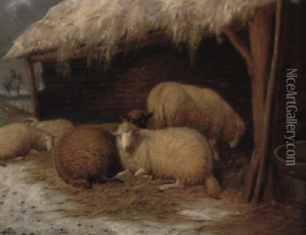 Schafe Vor Dem Stall Oil Painting - Charles Jones