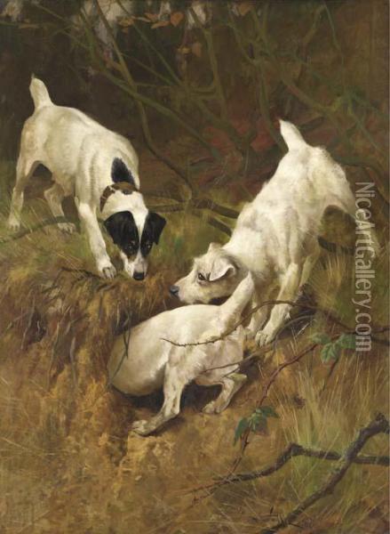 Jack Russell Terriers At A Rabbit Hole Oil Painting - Arthur Wardle