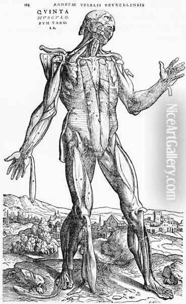 Anatomical Study, illustration from De Humani Corporis Fabrica by Andreas Vesalius 1514-64 Basel, 1543 2 Oil Painting - Andreas Vesalius