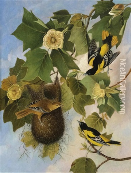 Baltimore Oriole (after John James Audubon) Oil Painting - Joseph Bartholemew Kidd