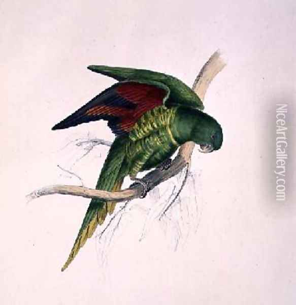 Matons Parakeet Oil Painting - Edward Lear
