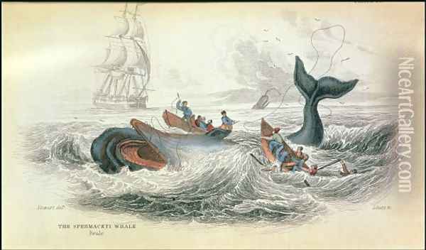 The Spermaceti Whale, engraved by William Home Lizars 1788-1859 plate 10 from Vol 12 of Sir William Jardines Naturalists Library, pub. 1833-45 Oil Painting - Stewart, James