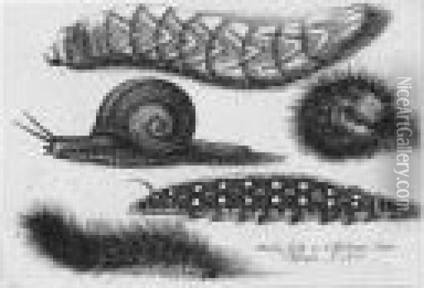 Four Caterpillars And A Snail (p., P.2167) Oil Painting - Wenceslaus Hollar