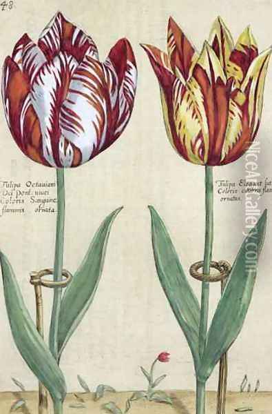 Tulipa Octaviani del pont, and Tulipa Elegant, from Hortus Floridus, published 1614-15 Oil Painting - Crispijn van de Passe