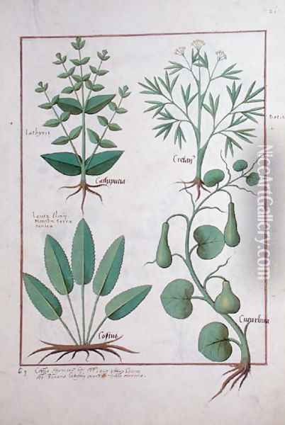 Euphorbia Lathyris, Beechwort, Mint and Fig, illustration from The Book of Simple Medicine by Mattheaus Platearius d.c.1161 c.1470 Oil Painting - Robinet Testard