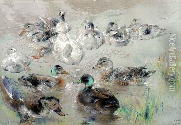 Study of Ducks Oil Painting - William Huggins