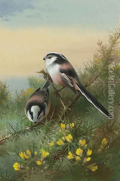 Long-tailed tits on gorse Oil Painting - Archibald Thorburn