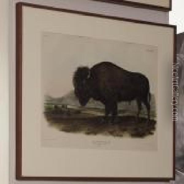 American Bison Or Buffalo Oil Painting - John James Audubon