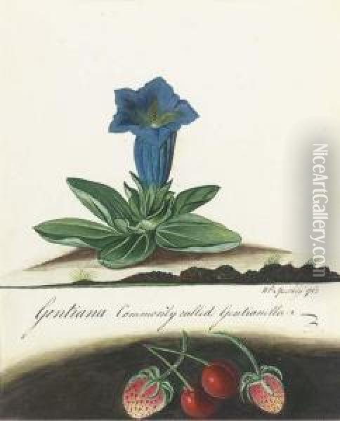 Gentiana; And Martynia Oil Painting - William Speechly