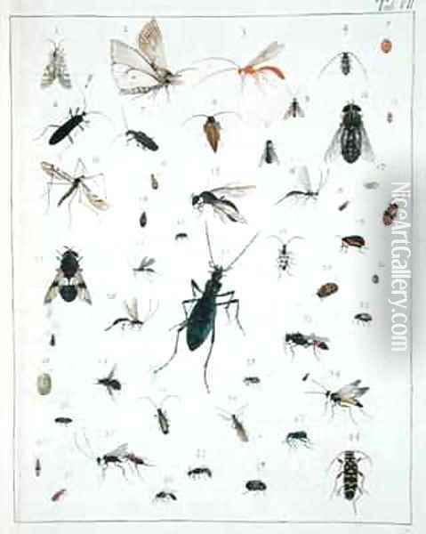 Various insects Oil Painting - Georges Cuvier