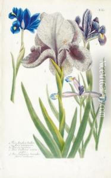 A Good Group Of 8 Irises Oil Painting - Johann Wilhelm Weinmann