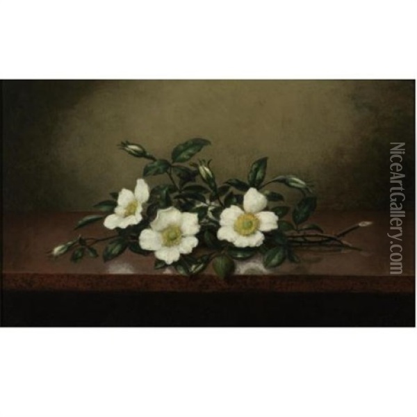 Cherokee Roses On A Shiny Table Oil Painting - Martin Johnson Heade