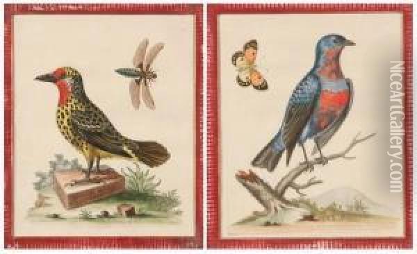 Two Ornithological Prints. 
Purple Crested Blue Manakin