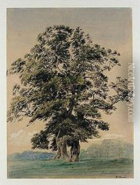 Study Of A Tree In Blenheim Park Oil Painting - William Turner