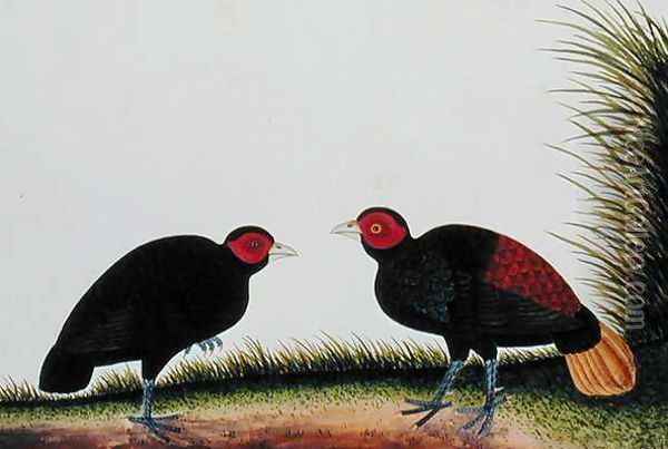 A Hen and Cock Pegur, from 'Drawings of Birds from Malacca', c.1805-18 Oil Painting - Anonymous Artist