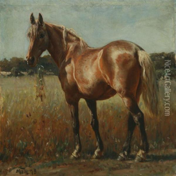Grazing Horse Ina Field Oil Painting - Michael Therkildsen