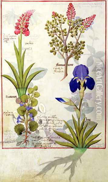 Top row- Orchid and Fumitory or Bleeding Heart. Bottom row- Hedera and Iris, illustration from The Book of Simple Medicines by Mattheaus Platearius d.c.1161 c.1470 Oil Painting - Robinet Testard