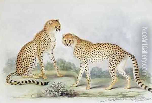 A Pair of Cheetahs from The Knowsley Menagerie Oil Painting - Benjamin Waterhouse Hawkins