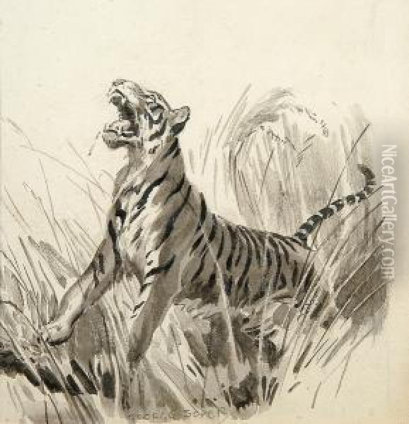 A Roaring Tiger Oil Painting - George Soper