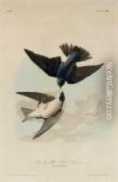 Green-blue, Or White Bellied Swallow (plate 100) Oil Painting - John James Audubon