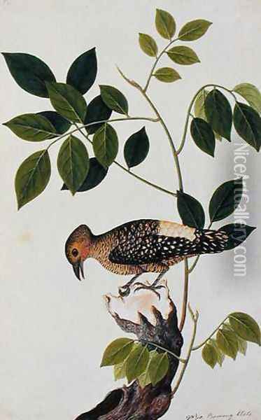 Boorong Klato, from 'Drawings of Birds from Malacca', c.1805-18 Oil Painting - Anonymous Artist