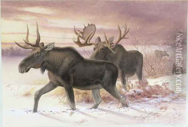 Elk, Family Cervidae (deer), 14th October 1850 Oil Painting - Joseph Wolf