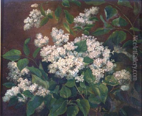 A Study Of White Lilac With Raindrops Oil Painting - Alexandre Debrus