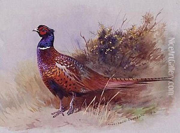 The Pheasant Oil Painting - Archibald Thorburn