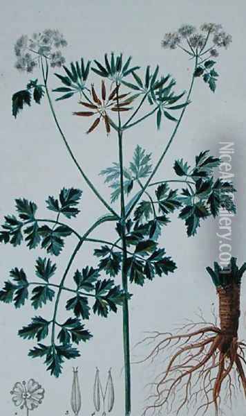 Botanical Plate depicting Chervil, from Flore du Dictionnaire des sciences medicales by Francois Pierre Chaumeton 1775-1819, published 1813-1820 Oil Painting - Pierre Jean Francois Turpin