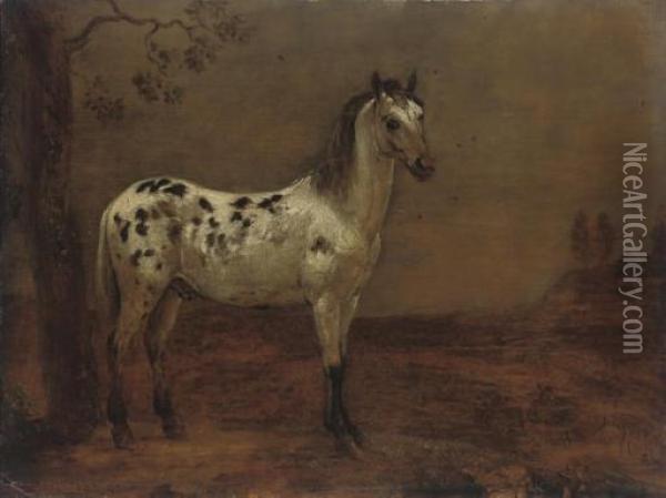 An Appaloosa Horse By A Tree Oil Painting - Paulus Potter