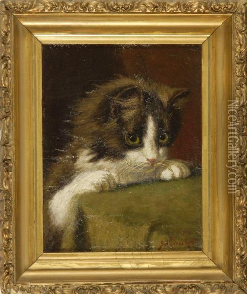 Portrait Of A Kitten Oil Painting - Sydney Lawrence Brackett