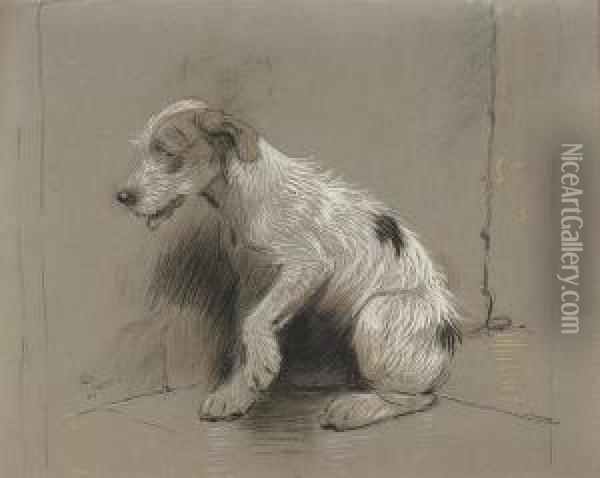 Study Of A Wire-haired Jack Russell Oil Painting - Cecil Charles Aldin