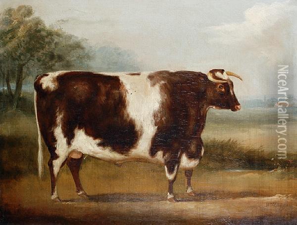 Study Of A Bull Oil Painting - William Henry Davis