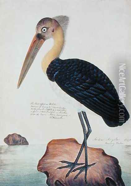 Ardea Argala, from 'Drawings of Birds from Malacca', c.1805-18 Oil Painting - Anonymous Artist