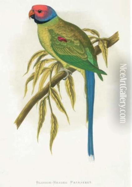 Parrots In Captivity: Six Plates Oil Painting - Alexander Francis Lydon
