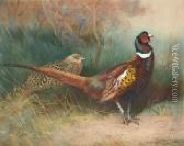 A Cock And Hen Pheasant At The Edge Of A Copse Oil Painting - Archibald Thorburn