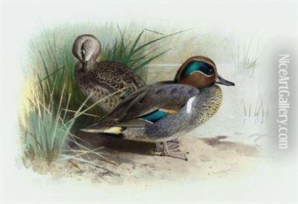 American Green-winged Teal Oil Painting - Archibald Thorburn
