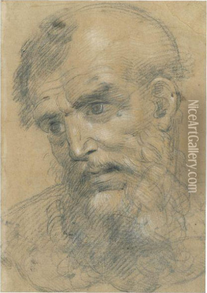 The Head Of A Bearded Man Inclined To The Left Oil Painting - Giovanni Antonio Sogliani
