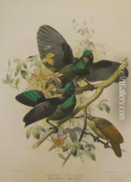 'wattled Bird Of Paradise' Oil Painting - Josef Wolft Richter