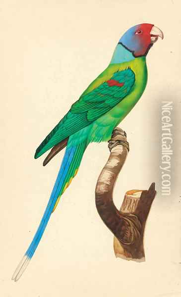 Exotic Bird Studies Oil Painting - Indian School