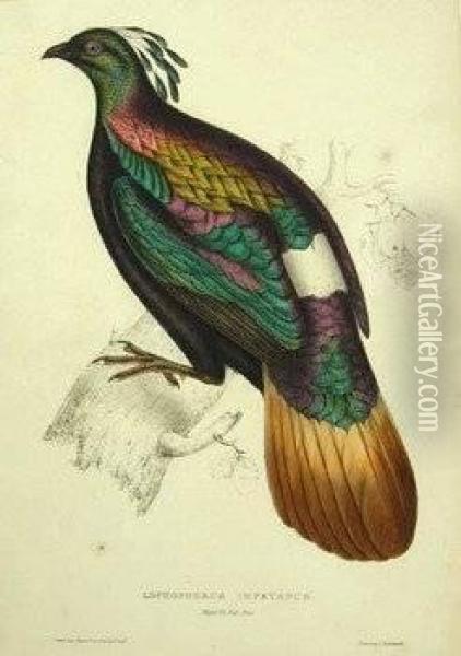 Lophophorus Impeyanus Oil Painting - Elizabeth Gould