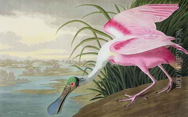 Roseate Spoonbill, Platalea leucorodia, 1836 Oil Painting - John James Audubon